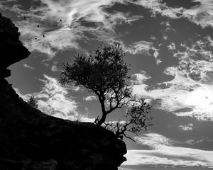 Preview wallpaper trees, silhouettes, cliff, black and white, black