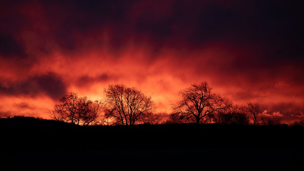 Wallpaper trees, silhouettes, dark, evening