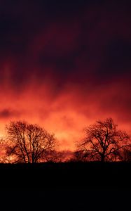 Preview wallpaper trees, silhouettes, dark, evening