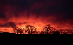 Preview wallpaper trees, silhouettes, dark, evening