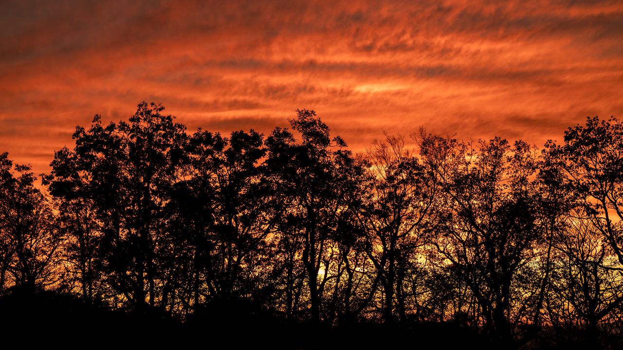 Wallpaper trees, silhouettes, dark, sunset
