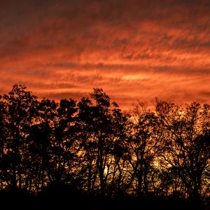 Preview wallpaper trees, silhouettes, dark, sunset