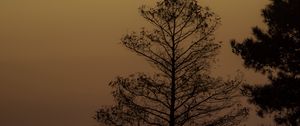 Preview wallpaper trees, silhouettes, dusk, sunset, nature