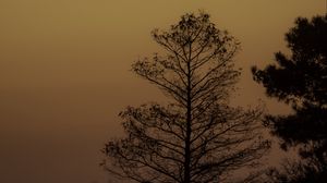 Preview wallpaper trees, silhouettes, dusk, sunset, nature