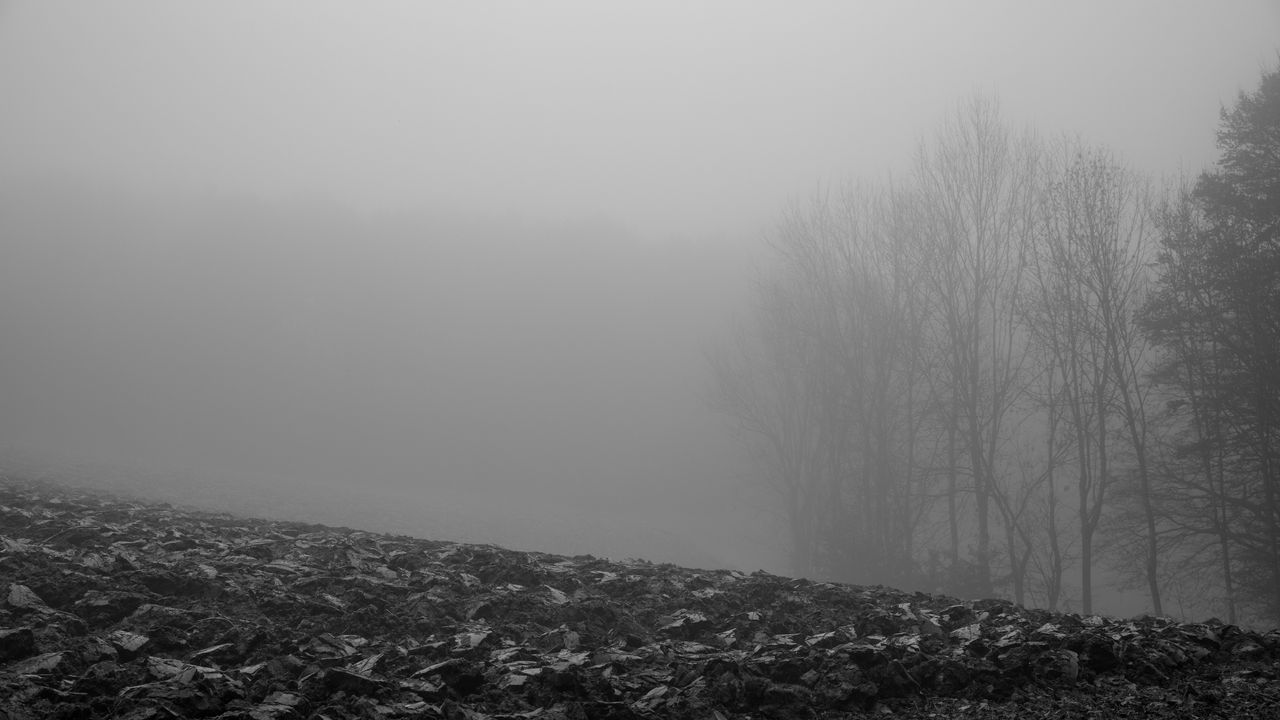 Wallpaper trees, silhouettes, fallen leaves, fog, haze, black and white