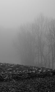 Preview wallpaper trees, silhouettes, fallen leaves, fog, haze, black and white