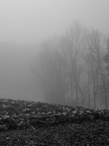 Preview wallpaper trees, silhouettes, fallen leaves, fog, haze, black and white