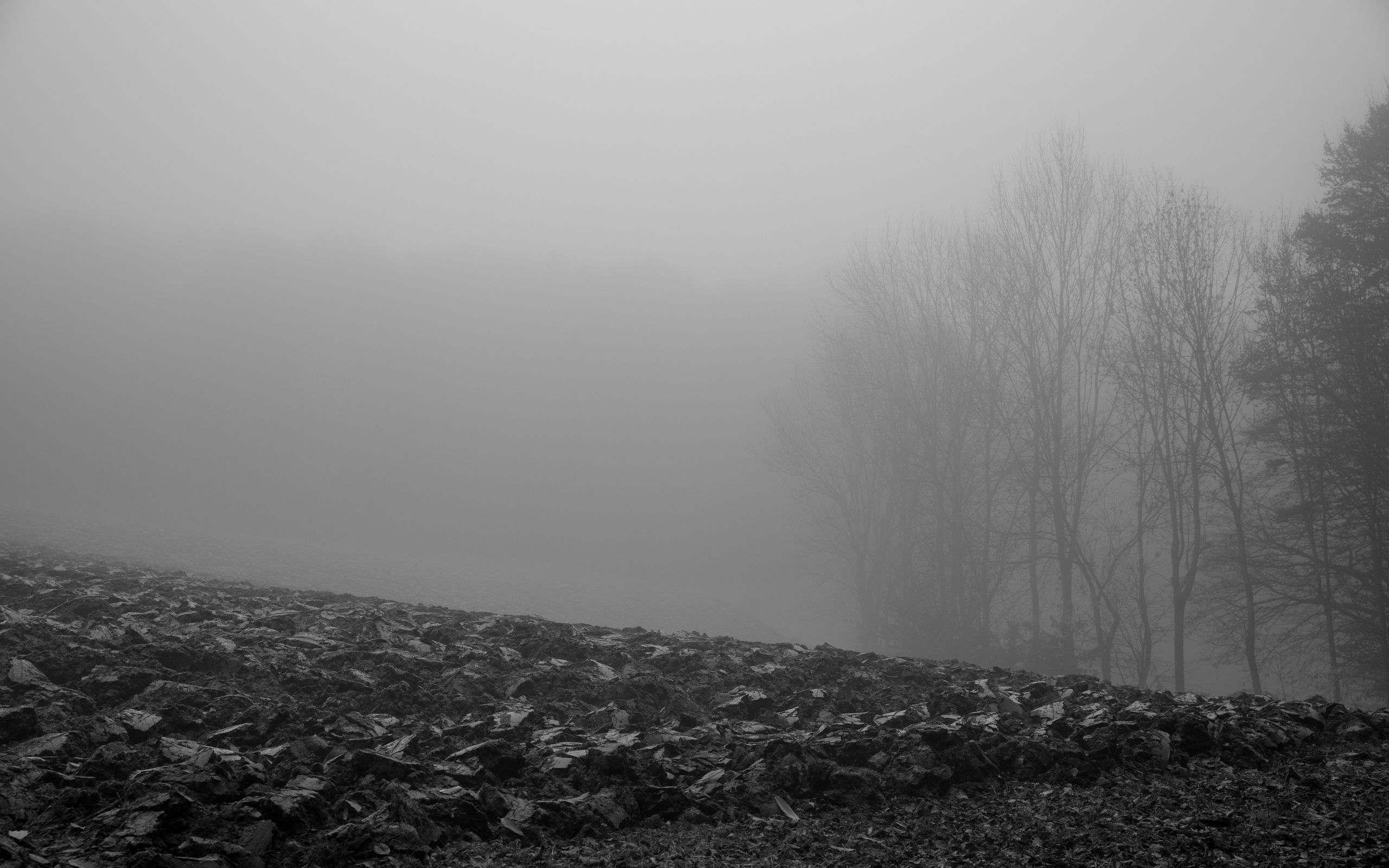 Download wallpaper 2560x1600 trees, silhouettes, fallen leaves, fog ...