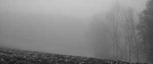 Preview wallpaper trees, silhouettes, fallen leaves, fog, haze, black and white