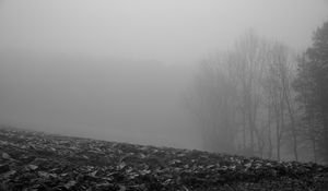 Preview wallpaper trees, silhouettes, fallen leaves, fog, haze, black and white