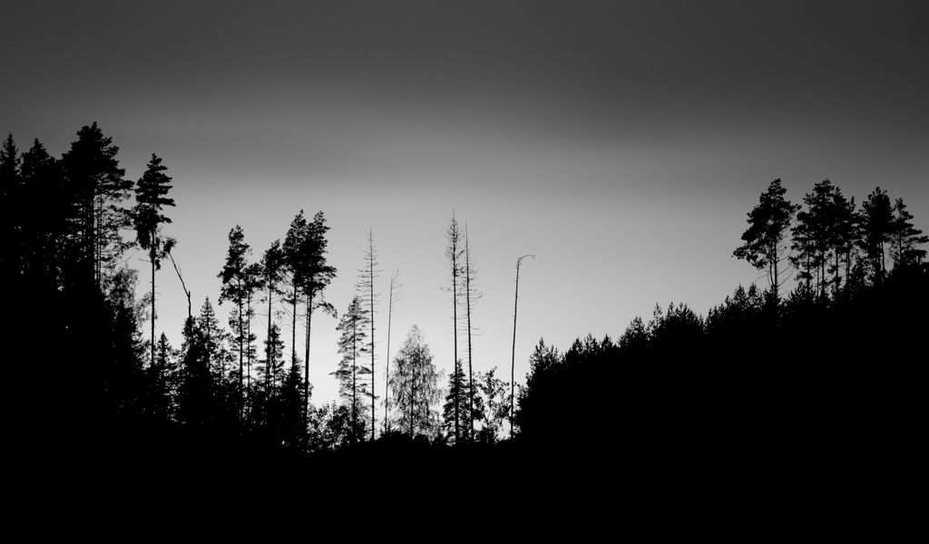 1024x600 Wallpaper trees, silhouettes, fog, sky, dark, bw