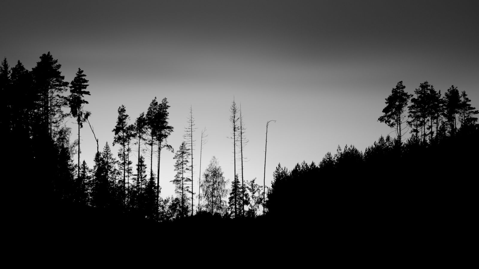 1600x900 Wallpaper trees, silhouettes, fog, sky, dark, bw