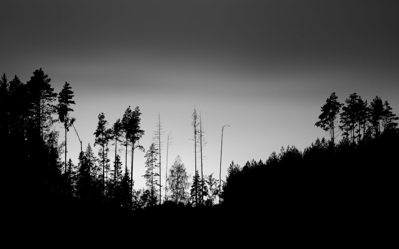1680x1050 Wallpaper trees, silhouettes, fog, sky, dark, bw
