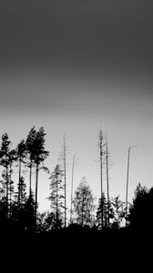 Preview wallpaper trees, silhouettes, fog, sky, dark, bw