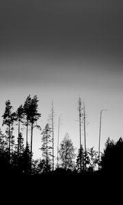 Preview wallpaper trees, silhouettes, fog, sky, dark, bw