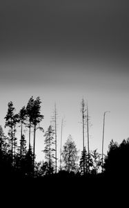 Preview wallpaper trees, silhouettes, fog, sky, dark, bw