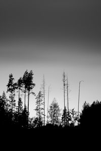 Preview wallpaper trees, silhouettes, fog, sky, dark, bw