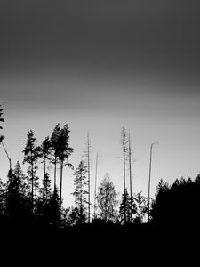 Preview wallpaper trees, silhouettes, fog, sky, dark, bw