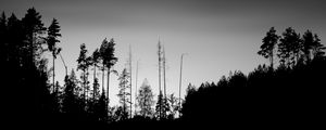 Preview wallpaper trees, silhouettes, fog, sky, dark, bw