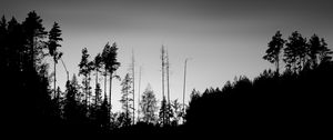 Preview wallpaper trees, silhouettes, fog, sky, dark, bw