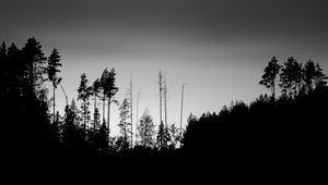 Preview wallpaper trees, silhouettes, fog, sky, dark, bw