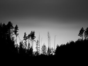 Preview wallpaper trees, silhouettes, fog, sky, dark, bw
