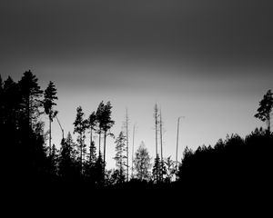 Preview wallpaper trees, silhouettes, fog, sky, dark, bw