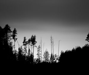 Preview wallpaper trees, silhouettes, fog, sky, dark, bw
