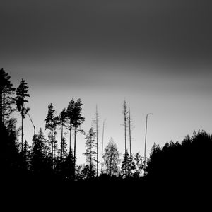 Preview wallpaper trees, silhouettes, fog, sky, dark, bw