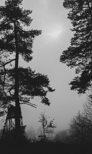 Preview wallpaper trees, silhouettes, fog, haze, black and white, dark