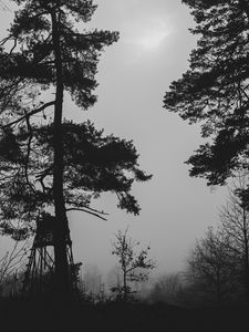 Preview wallpaper trees, silhouettes, fog, haze, black and white, dark