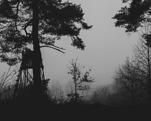 Preview wallpaper trees, silhouettes, fog, haze, black and white, dark