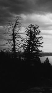 Preview wallpaper trees, silhouettes, gloomy, black and white