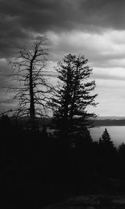 Preview wallpaper trees, silhouettes, gloomy, black and white