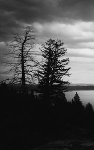 Preview wallpaper trees, silhouettes, gloomy, black and white