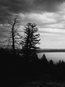 Preview wallpaper trees, silhouettes, gloomy, black and white