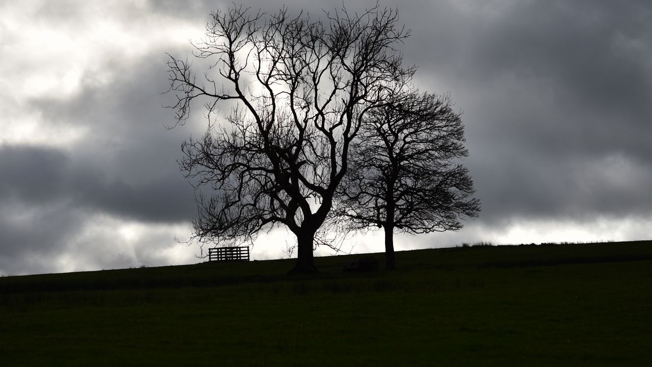 Wallpaper trees, silhouettes, hill, grass, dark