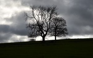 Preview wallpaper trees, silhouettes, hill, grass, dark