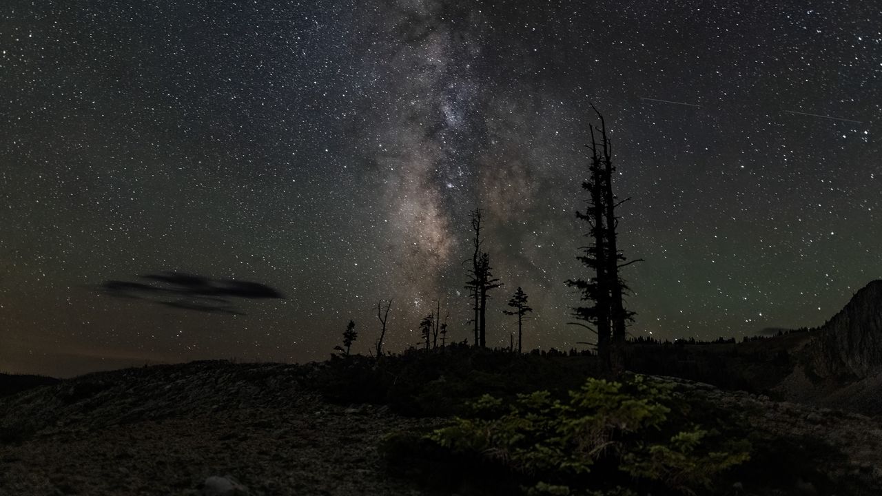 Wallpaper trees, silhouettes, milky way, night