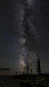 Preview wallpaper trees, silhouettes, milky way, night