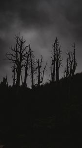 Preview wallpaper trees, silhouettes, night, bw
