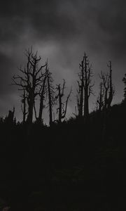Preview wallpaper trees, silhouettes, night, bw