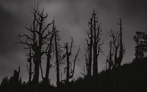 Preview wallpaper trees, silhouettes, night, bw