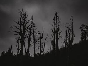 Preview wallpaper trees, silhouettes, night, bw