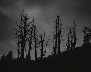 Preview wallpaper trees, silhouettes, night, bw