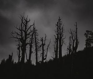 Preview wallpaper trees, silhouettes, night, bw