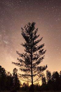 Preview wallpaper trees, silhouettes, night, stars