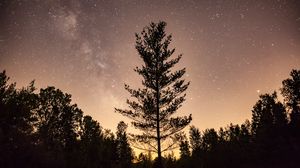 Preview wallpaper trees, silhouettes, night, stars