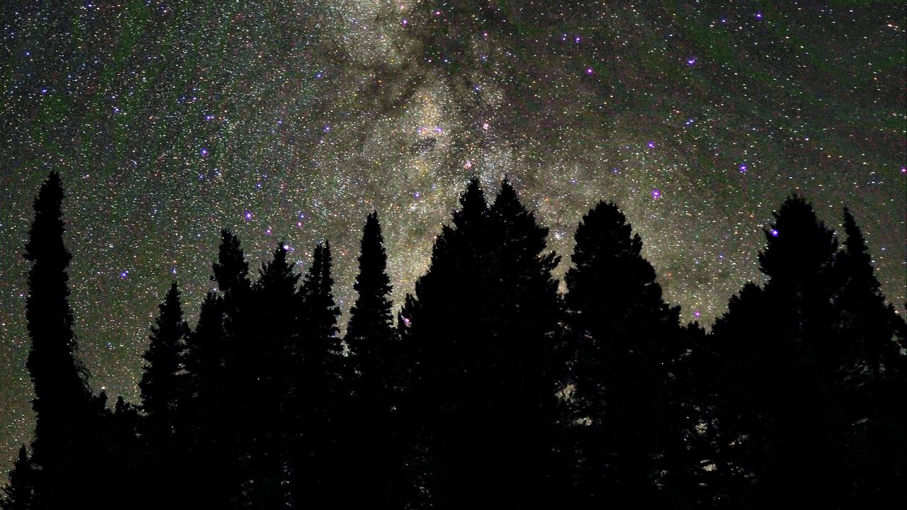 Wallpaper trees, silhouettes, night, starry sky