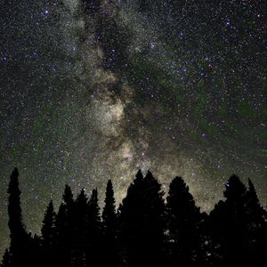 Preview wallpaper trees, silhouettes, night, starry sky